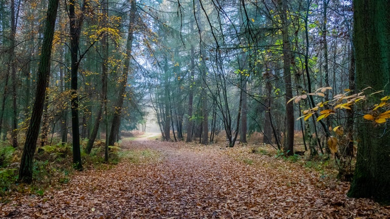 A view of a winter woodland at The Vyne.